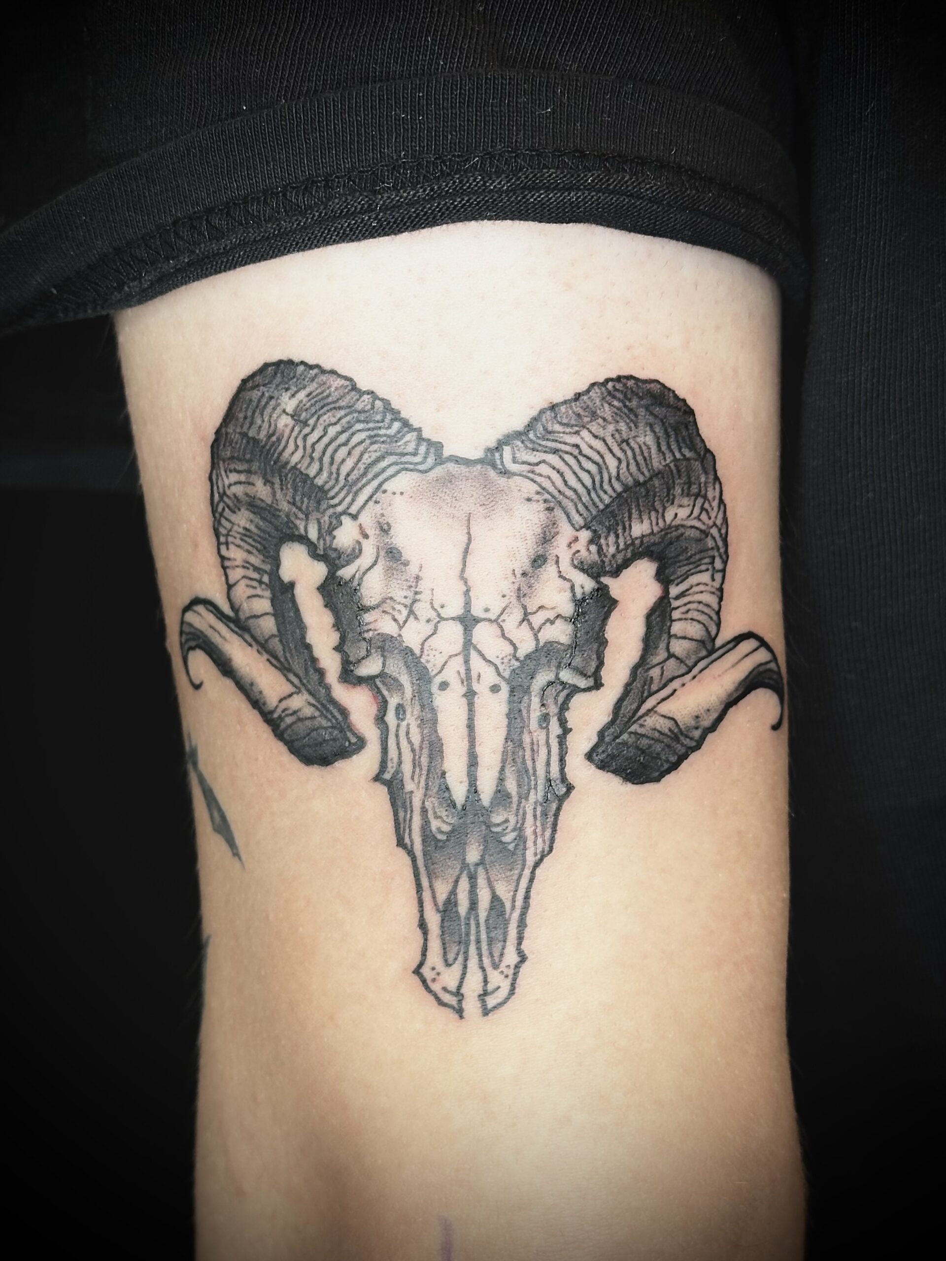 Blackwork rams skull tattoo